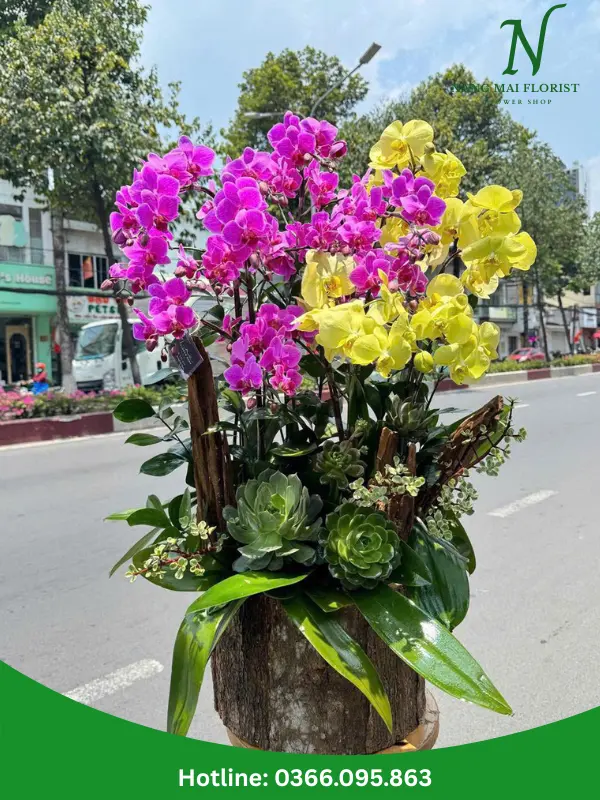 Chau-Hoa-Lan-Ho-Diep-Dep-Binh-Duong-Sai-Gon